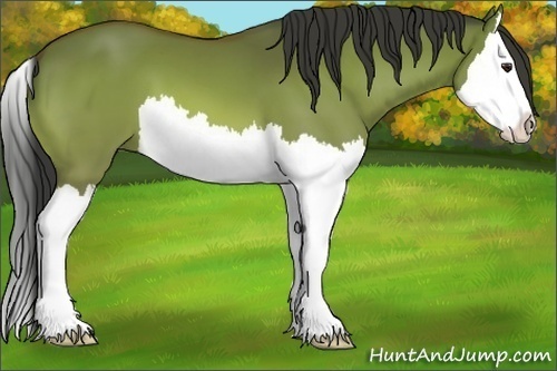 Horse Color:Bay Dun Splash 