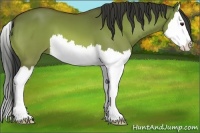 Horse Color:Bay Dun Splash 