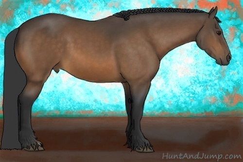Horse Color:Buckskin 