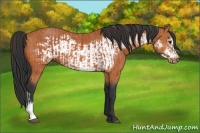 Horse Color:Bay and Bay Frame