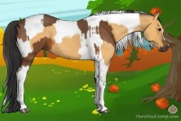 Horse Color:Bay Tobiano and Buckskin Roan Tobiano