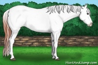 Horse Color:White Spotted Brown Roan Appaloosa