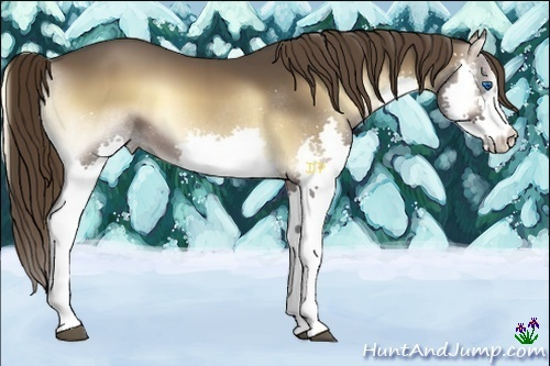 Horse Color:Liver Red Onyx Splash 