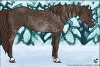 Horse Color:Liver Chestnut 