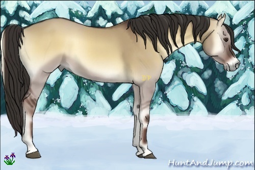 Horse Color:Liver Red Dun Onyx 