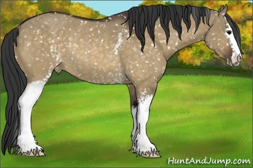 Horse Color:White Spotted Bay Dun Sabino Appaloosa Rabicano 