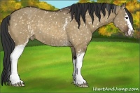 Horse Color:White Spotted Bay Dun Sabino Appaloosa Rabicano