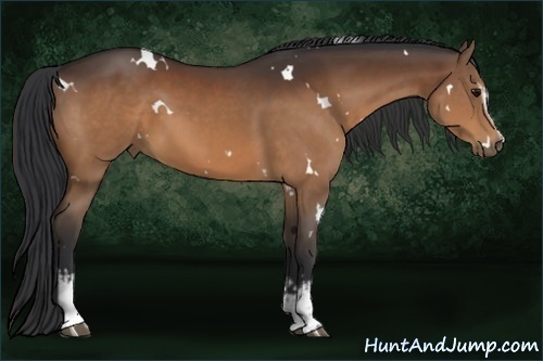 Horse Color:White Spotted Brown Rabicano 
