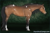 Horse Color:White Spotted Brown Rabicano