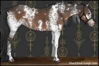 Horse Color:White Spotted Liver Chestnut Rabicano 