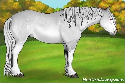 Horse Color:White Spotted Silver Bay Chinchilla 