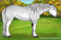 Horse Color:White Spotted Silver Bay Chinchilla