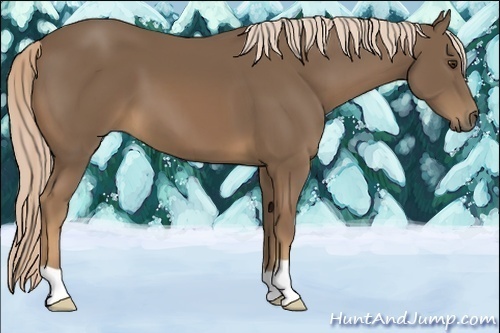 Horse Color:Chocolate Palomino 