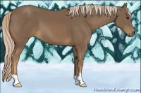 Horse Color:Chocolate Palomino 