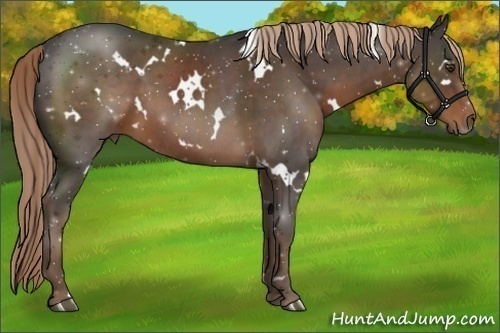 Horse Color:White Spotted Liver Chestnut 