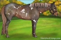 Horse Color:White Spotted Liver Chestnut