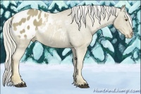 Horse Color:Palomino Appaloosa 