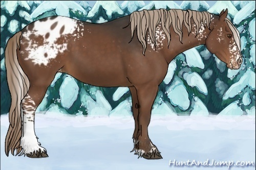 Horse Color:White Spotted Liver Chestnut Appaloosa 