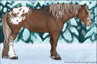 Horse Color:White Spotted Liver Chestnut Appaloosa 