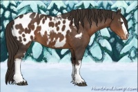 Horse Color:White Spotted Liver Chestnut Sabino Appaloosa 