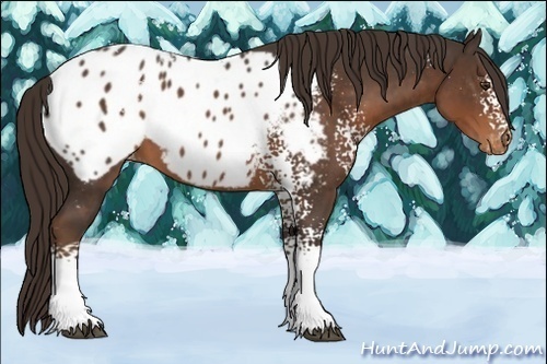Horse Color:White Spotted Liver Chestnut Appaloosa 