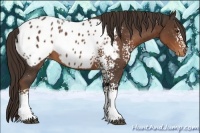 Horse Color:White Spotted Liver Chestnut Blanket 