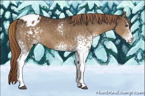 Horse Color:White Spotted Liver Chestnut Blanket 