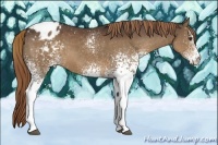 Horse Color:White Spotted Liver Chestnut Blanket 