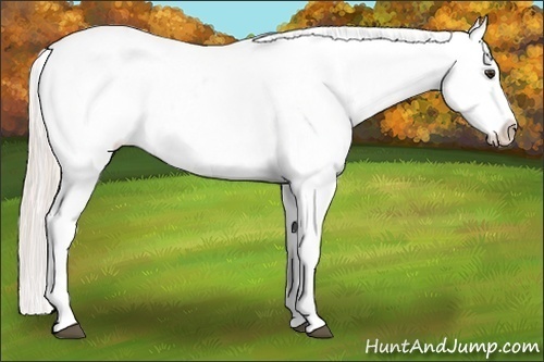 Horse Color:White Spotted Silver Bay Tobiano Appaloosa