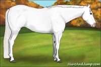 Horse Color:White Spotted Silver Bay Tobiano Appaloosa 