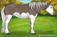 Horse Color:Silver Black Splash