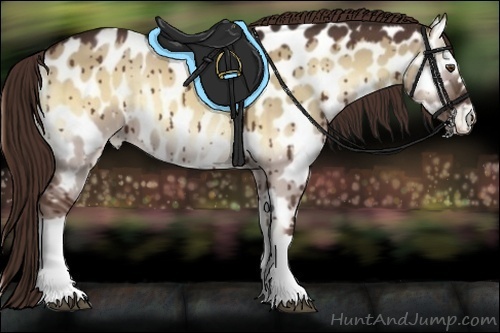 Horse Color:Red Dun Onyx Appaloosa 
