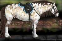 Horse Color:Red Dun Onyx Appaloosa 