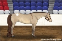 Horse Color:Sable Champagne Dun Appaloosa 
