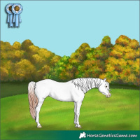 Horse Color:Classic Champagne Dun Appaloosa 