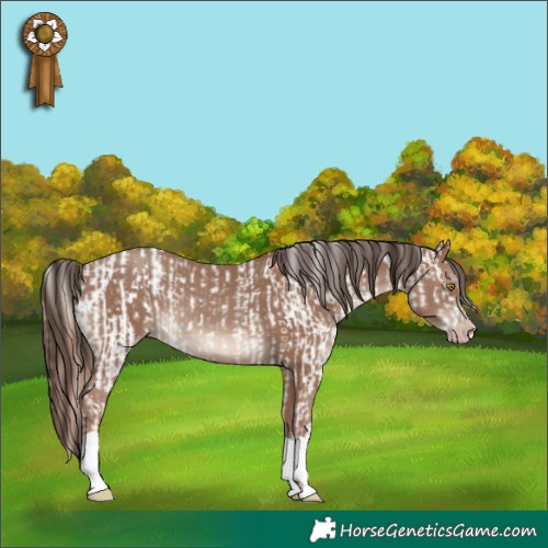 Horse Color:Sable Champagne Dun Appaloosa  and Classic Champagne 