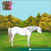 Horse Color:Sable Champagne Dun Sabino Splash Varnish 