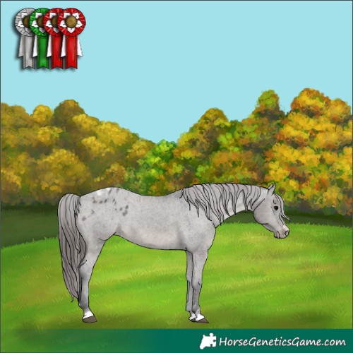 Horse Color:Grullo Varnish
