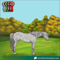 Horse Color:Grullo Varnish 