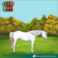 Horse Color:Grullo Appaloosa 