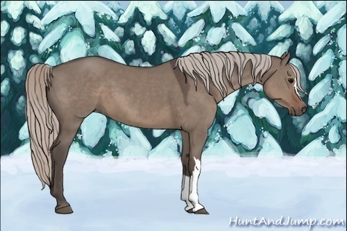 Horse Color:Silver Grullo 