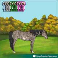Horse Color:Sable Champagne Dun and Grullo