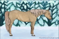 Horse Color:Chocolate Palomino Dun