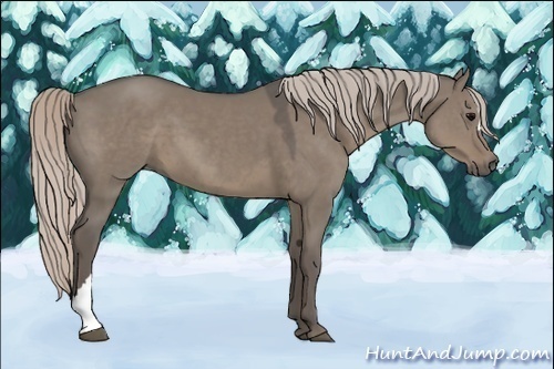 Horse Color:Silver Grullo