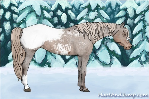 Horse Color:Liver Chestnut Near Fewspot 