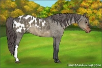 Horse Color:Brown Dun Appaloosa 