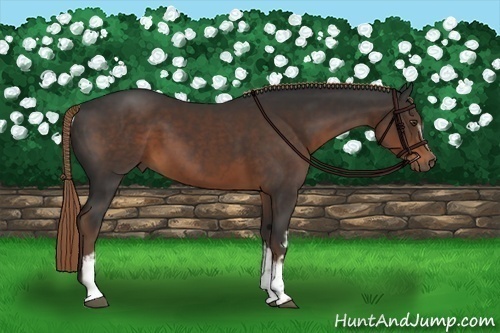 Horse Color:White Spotted Liver Chestnut 