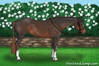 Horse Color:White Spotted Liver Chestnut 