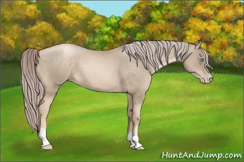 Horse Color:Chocolate Palomino Pearl 