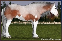Horse Color:Brown Roan Sabino Splash Rabicano
